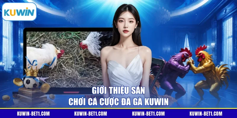 Giao diện sảnh cá cược đá gà KUWIN