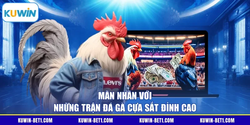 Mãn nhãn với những trận đá gà cựa sắt đỉnh cao